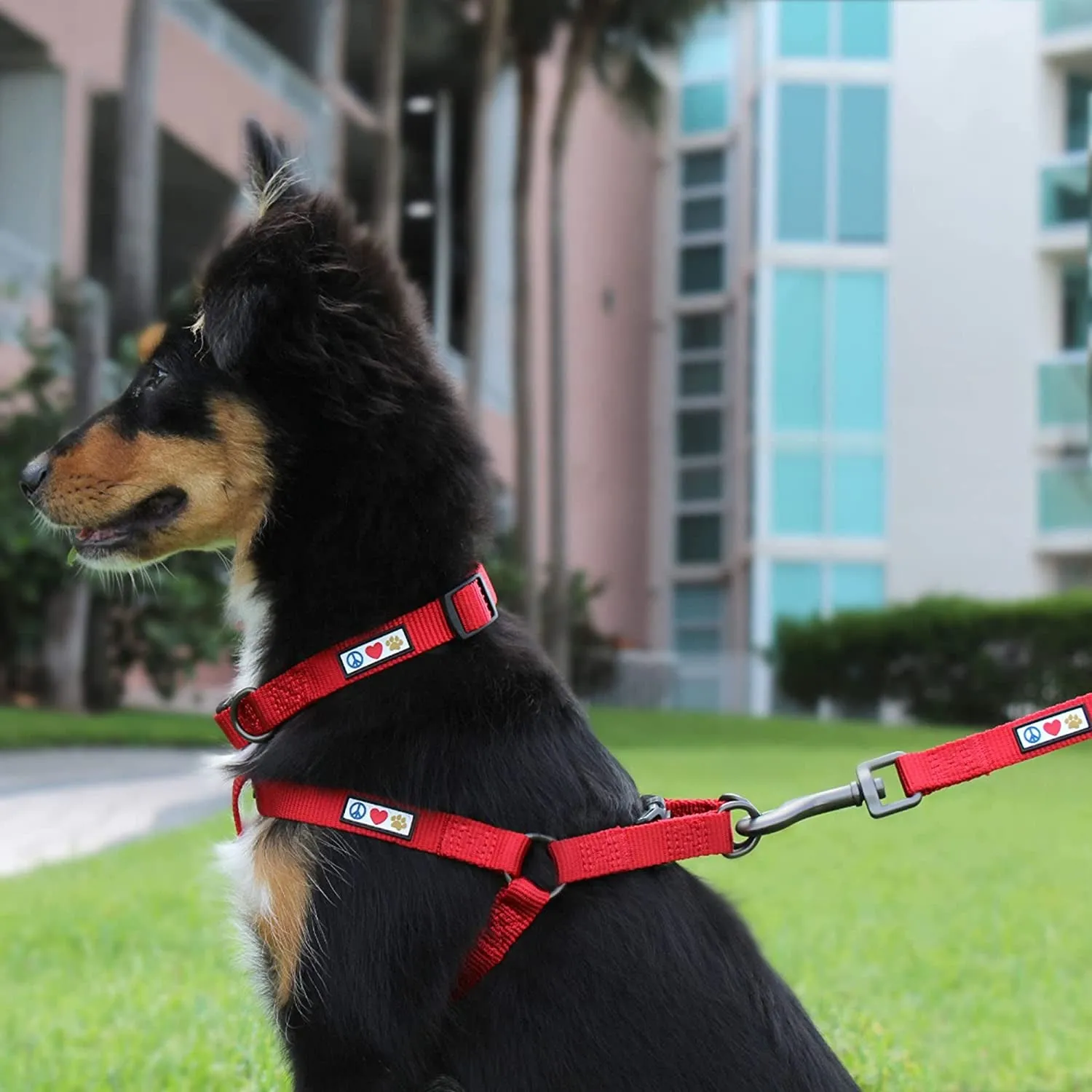 Dog Collar for Large Dogs - Meet Adventure Pup! 🐾🌲