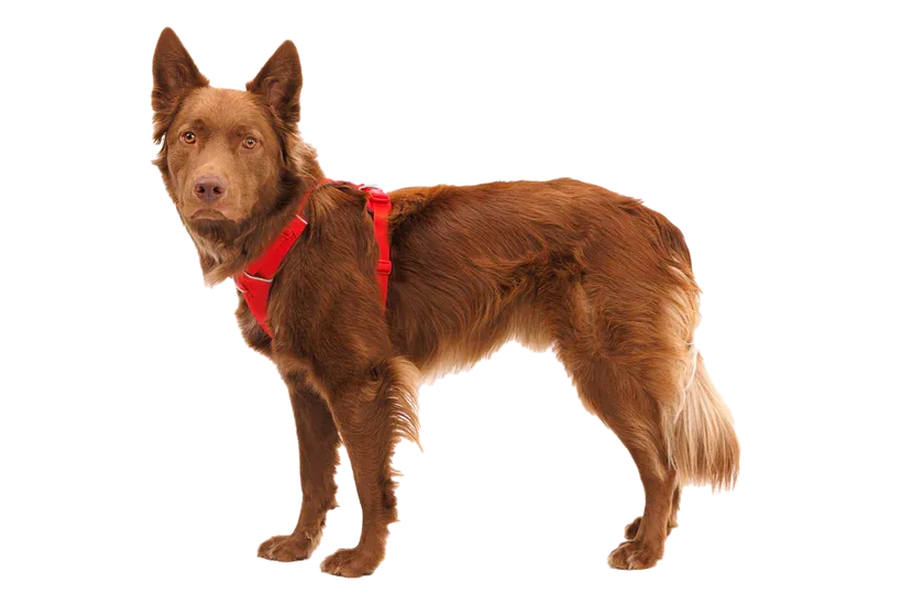 RUFFWEAR Front Range Dog Harness - Red Canyon